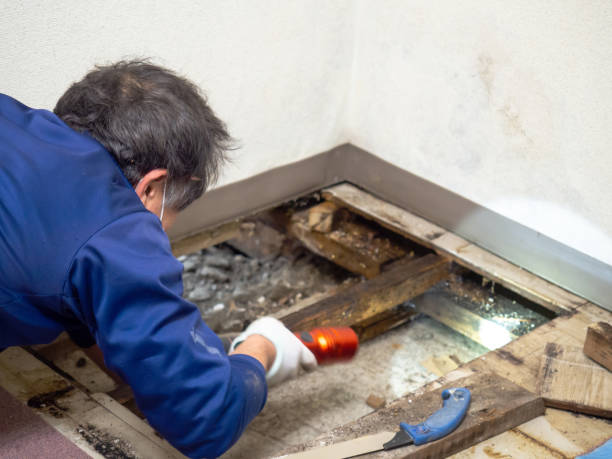 Best Residential Mold Removal  in Hermantown, MN
