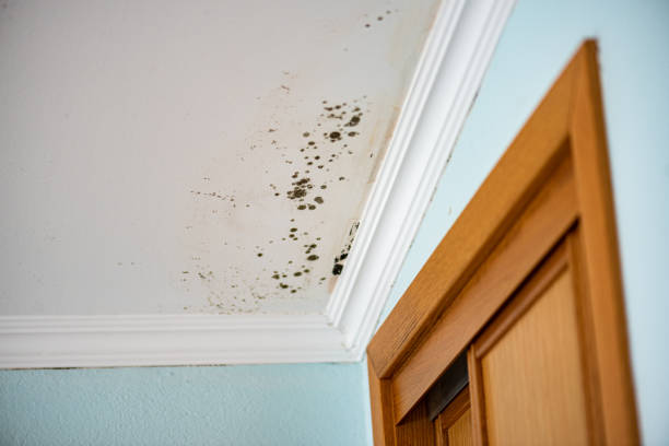 Best Mold Damage Repair  in Hermantown, MN