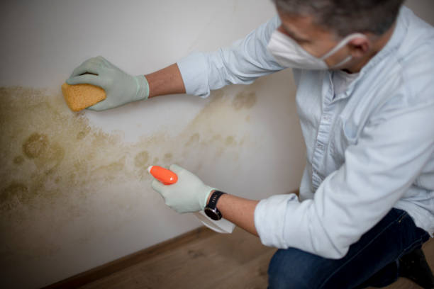 Best Mold Testing  in Hermantown, MN