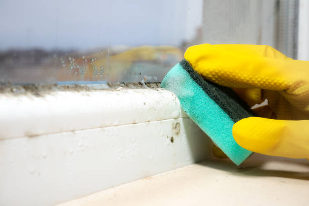 Best Certified Mold Removal  in Hermantown, MN