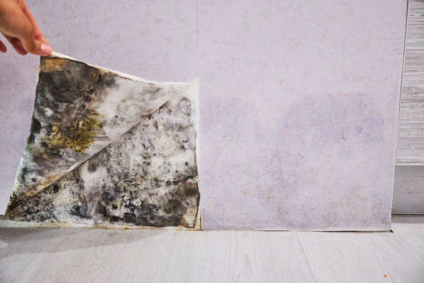 Best Office Mold Removal Services  in Hermantown, MN